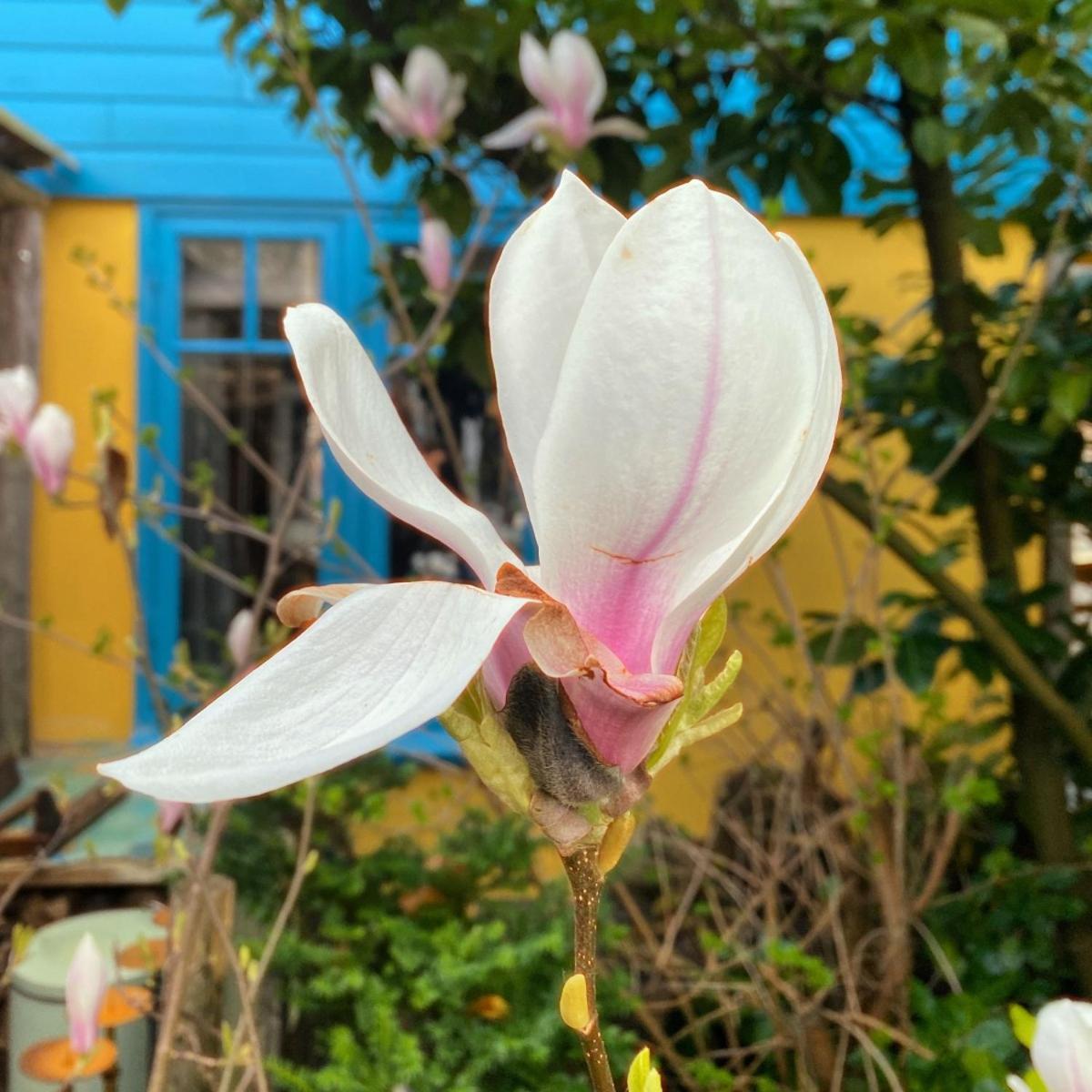 In De Aap - Appartementen & Guesthouse 베르겐 외부 사진